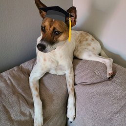 My dog Sibyll relaxing after class on graduation day My dog Sibyll relaxing after class on graduation day
