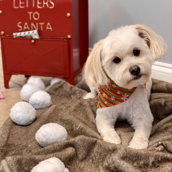 Vanity Fur - Pet Groomers Near Me - Pensacola, Florida