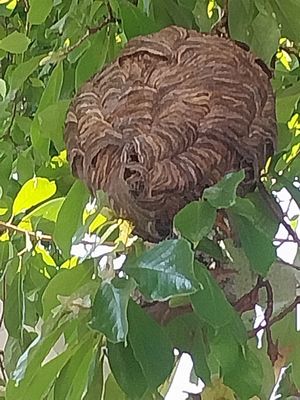 Nest removal - Bald faced hornets nest. Nest removal - Bald faced hornets nest.