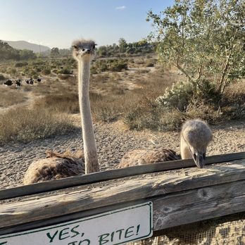 Ostrichland USA - Attraction Farms Near Me - Solvang, California Ostrichland USA - Attraction Farms Near Me - Solvang, California