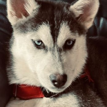 PetSmart - Pet Training Near Me - New Braunfels, Texas
