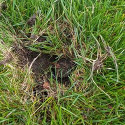 Jimmy's Lawn Sprinkler Services - Spring "service" aftermath