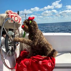 Heartland Pet Cremation - One of the puppy's Christmas cards
