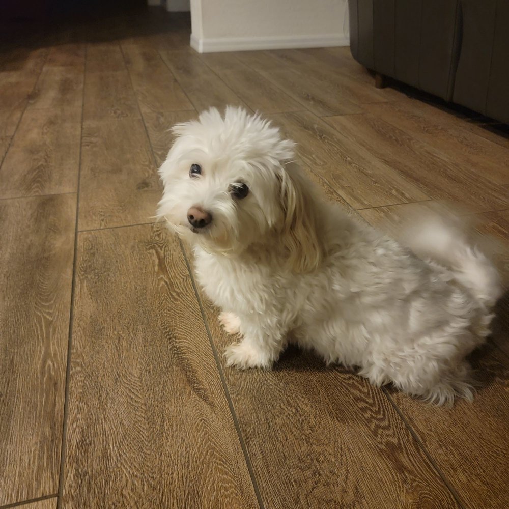 Royalty Pet Spa - Pet Groomers Near Me - Las Vegas, Nevada Royalty Pet Spa - Pet Groomers Near Me - Las Vegas, Nevada