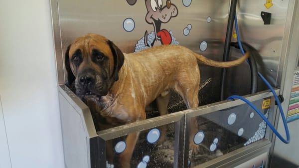 WASHVILLE CAR WASH - Updated August 2024 - 13 Photos & 13 Reviews - 208
