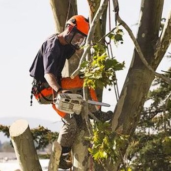 Rick's Tree Service - Tree Services Near Me - Moline, Illinois