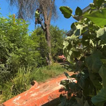 Timber Pros Tree Service - Tree Services Near Me - Fontana , California Timber Pros Tree Service - Tree Services Near Me - Fontana , California