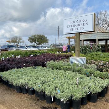 Enchanted Gardens - Shrubs - Nurseries & Gardening Near Me - Richmond, Texas