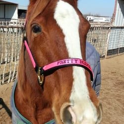 San Francisco Stables