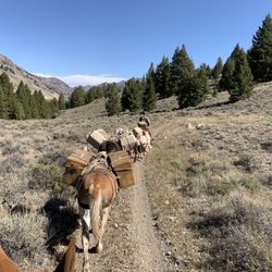 White Cloud Outfitters - The pack trail