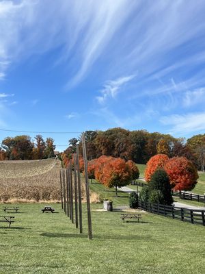 Manor Hill Brewing by null