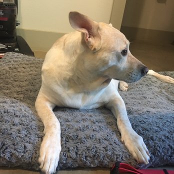 Clean Critters - His paws were dark gray before I took him in. - Pet Groomers Near Me - Austin, Texas