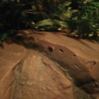Rainforest Cafe - Roaches - American Near Me - Grapevine, Texas Rainforest Cafe - Roaches - American Near Me - Grapevine, Texas