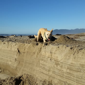 Manhattan Beach - Kaya digging in the sand at our favorite beach spot! - Campgrounds Near Me - Rockaway Beach, Oregon Manhattan Beach - Kaya digging in the sand at our favorite beach spot! - Campgrounds Near Me - Rockaway Beach, Oregon