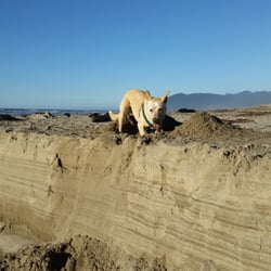 Manhattan Beach - Kaya digging in the sand at our favorite beach spot!
