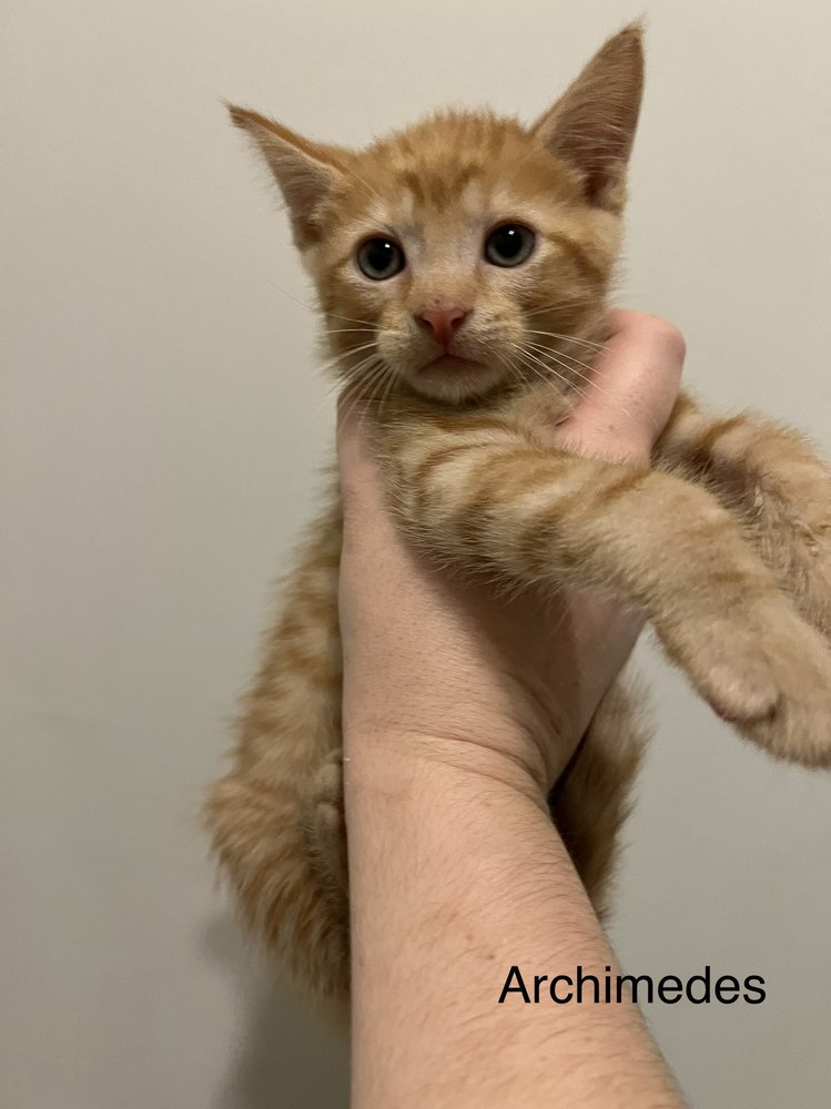 SAVE OUR CATS & KITTENS SOCKS SHELTER Updated September 2024 102