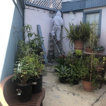 Bee Best Bee Removal - Plenty of room on the right side of him or the ground to put the board he knocked off the building instead of throwing it on the tree - Pest Control Near Me - La Mesa, California