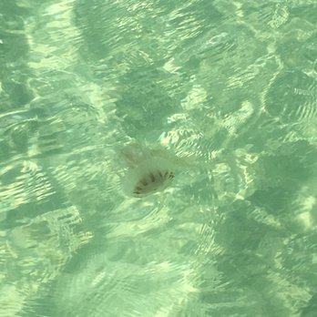 Crab Island - Watch out for sea nettle jellyfish (went on July 21st) - Local Flavor Near Me Crab Island - Watch out for sea nettle jellyfish (went on July 21st) - Local Flavor Near Me