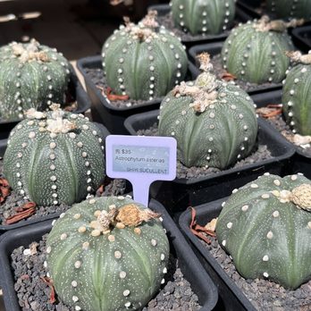 Shiyi Succulent Garden - Nurseries & Gardening Near Me - Chino, California