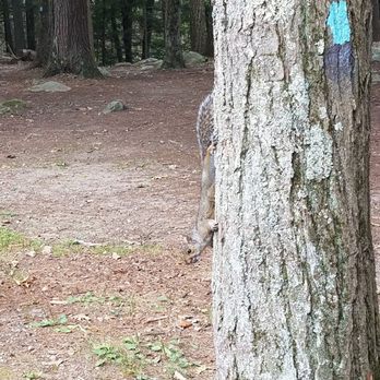 Burr Pond State Park - I see you !! - Parks Near Me - Torrington, Connecticut