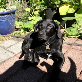 Eastside K-9 - Paisley - Dog Walkers Near Me