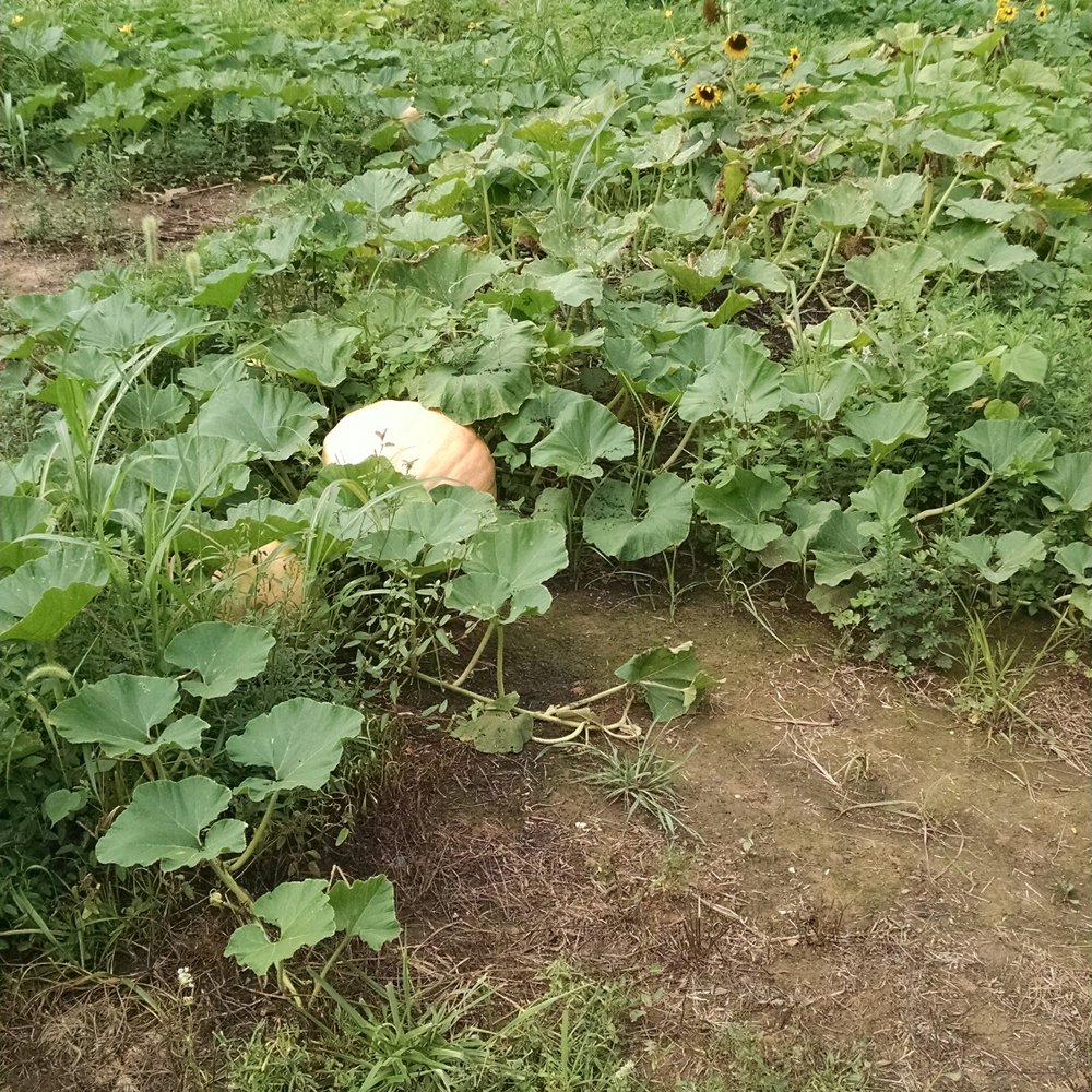 Anchorage Trail - There's a sweet little pumpkin patch at the peak of the loop - Hiking Near Me - Anchorage, Kentucky
