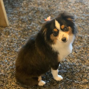 Scruffy to Fluffy Mobile Grooming - Pet Groomers Near Me Scruffy to Fluffy Mobile Grooming - Pet Groomers Near Me