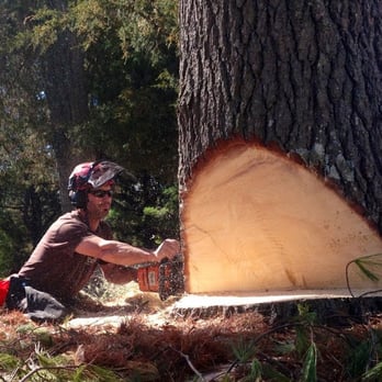The Tree Company - Owner/arborist Bill Harwood. - Tree Services Near Me - Haddam, Connecticut
