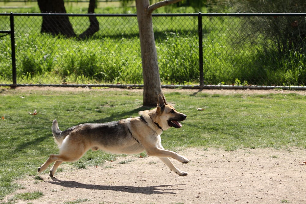 ATTENTION TO D’TAILS PET SITTING Tampa, FL Yelp