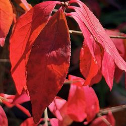 Blackbird Coffee House - The leaves changed colors while we were there