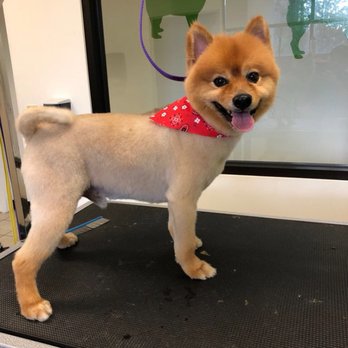 Bubble Buddies Grooming - Pet Groomers Near Me - Katy, Texas Bubble Buddies Grooming - Pet Groomers Near Me - Katy, Texas