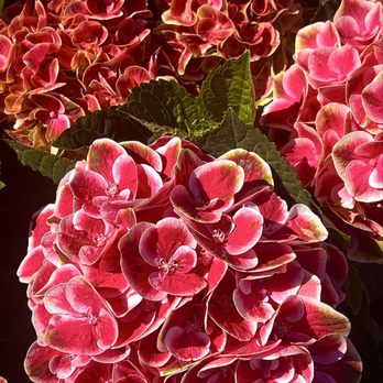 Mariano's - May 14, 2025 Strawberry colored hydrangeas - Grocery Near Me - Skokie, Illinois Mariano's - May 14, 2025 Strawberry colored hydrangeas - Grocery Near Me - Skokie, Illinois