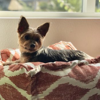 Pretty Pets Mobile Grooming - My Yorkie after her haircut at Furry Friends - Pet Groomers Near Me Pretty Pets Mobile Grooming - My Yorkie after her haircut at Furry Friends - Pet Groomers Near Me