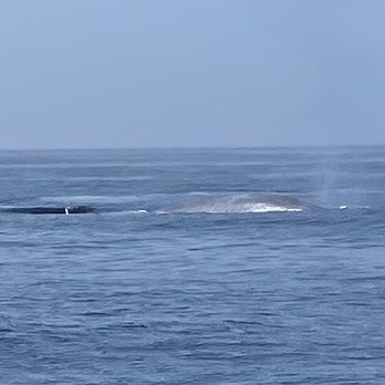 Sub Sea Tours - Another Blue Whale - Rafting/Kayaking Near Me - Morro Bay, California Sub Sea Tours - Another Blue Whale - Rafting/Kayaking Near Me - Morro Bay, California