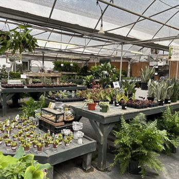 King's Greenhouse - Indoor plant area in the back. Succulents, terrariums, snake plants, etc. - Nurseries & Gardening Near Me - Stallings, North Carolina King's Greenhouse - Indoor plant area in the back. Succulents, terrariums, snake plants, etc. - Nurseries & Gardening Near Me - Stallings, North Carolina