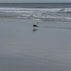 Avalon - Don't you just love the sea gulls. Peace@ the beach in Avalon. Only off season. :)