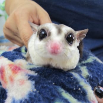 Wildlife Learning Center - Sugar glider! - Zoos Near Me - Sylmar, California