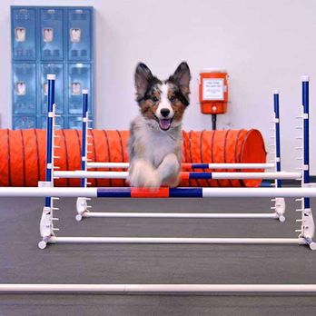 Zoom Room Dog Training - Agility Classes - Pet Training Near Me - Westerville, Ohio Zoom Room Dog Training - Agility Classes - Pet Training Near Me - Westerville, Ohio