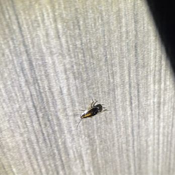 Quality Inn - Cockroach - Hotels Near Me - Tulare, California