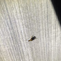 Quality Inn - Cockroach