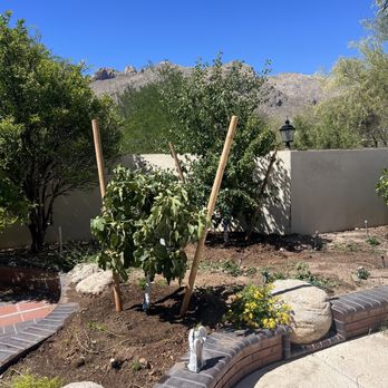 Moon Valley Nurseries - The new fig tree - Nurseries & Gardening Near Me - Marana, Arizona Moon Valley Nurseries - The new fig tree - Nurseries & Gardening Near Me - Marana, Arizona