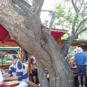 The Tree-House Cafe - Cafes Near Me - Salt Spring Island, British Columbia The Tree-House Cafe - Cafes Near Me - Salt Spring Island, British Columbia