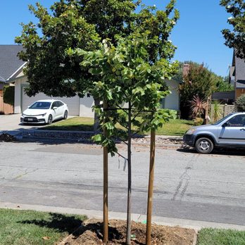 Bill's Tree Care & Landscape - a tree planted in the corner of a street - Landscaping Near Me - San Jose, California