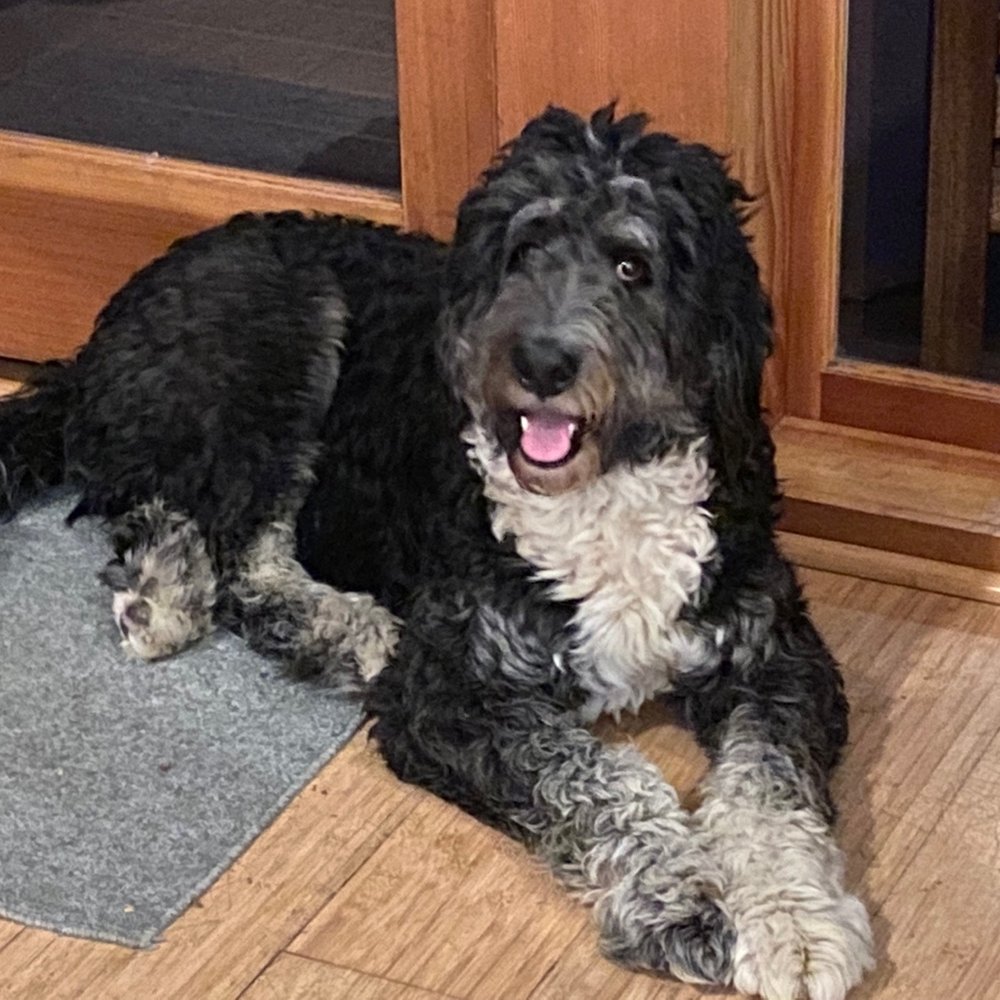 Before shot of a cute, raggedy Bernedoodle Before shot of a cute, raggedy Bernedoodle