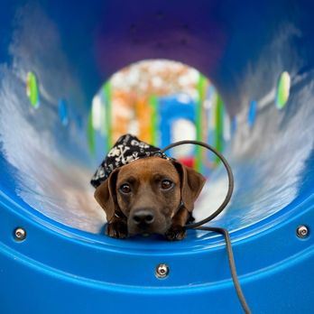 1. Savvy Dog Society