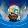 Photo of Savvy Dog Society