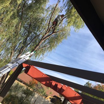 Roy's Trees - Roy in the acacia tree - A person is climbing a tall tree with safety equipment in a backyard, with a ladder and outdoor furniture visible. - Tree Services Near Me
