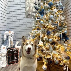 Lagniappe Animal Health - Christmas cheer