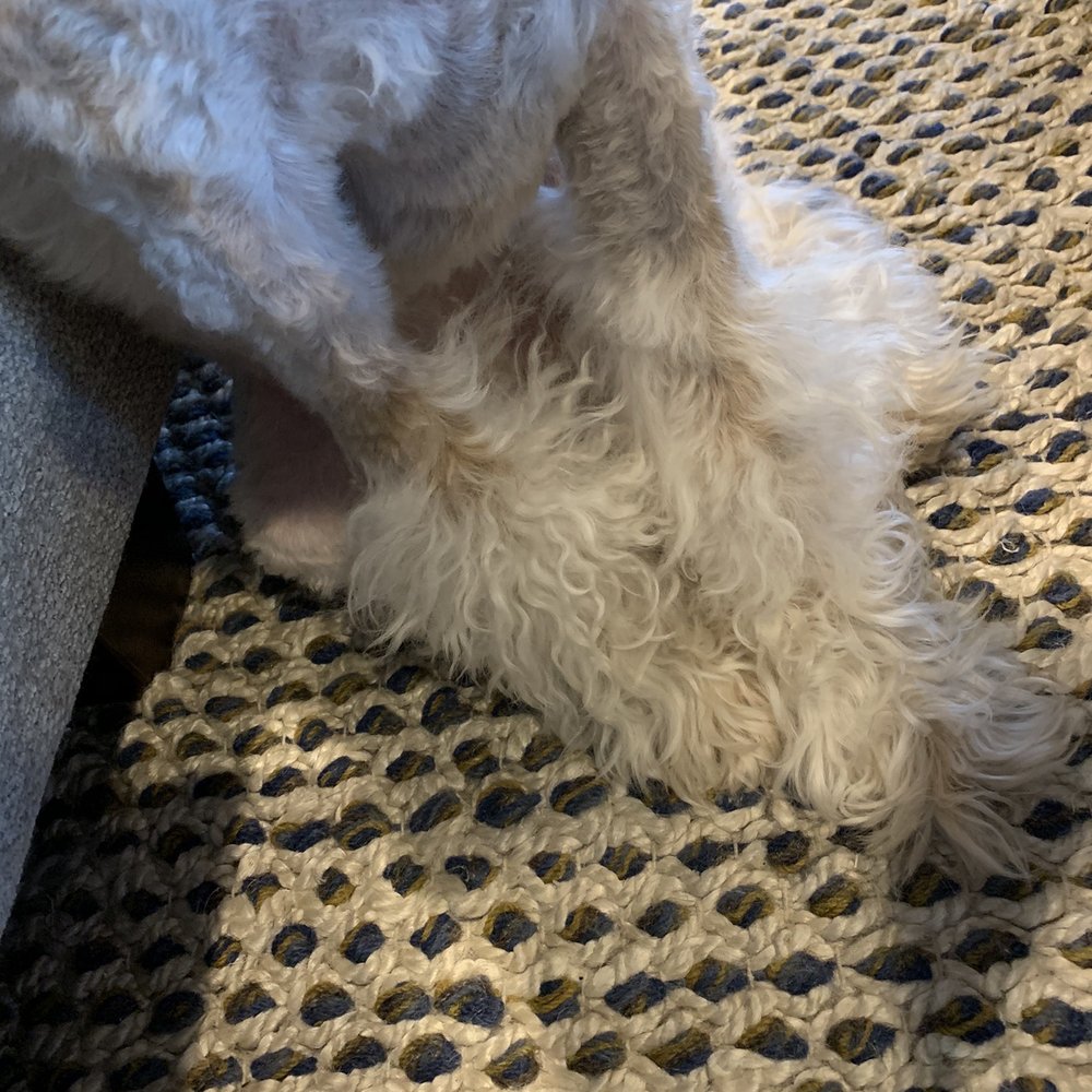 Erik Scissorhands - Poodle legs that look like my Wheatens has boots on! - Pet Groomers Near Me