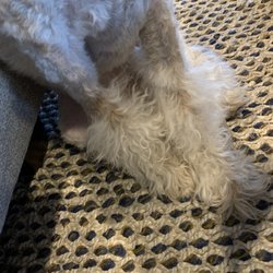 Erik Scissorhands - Poodle legs that look like my Wheatens has boots on!
